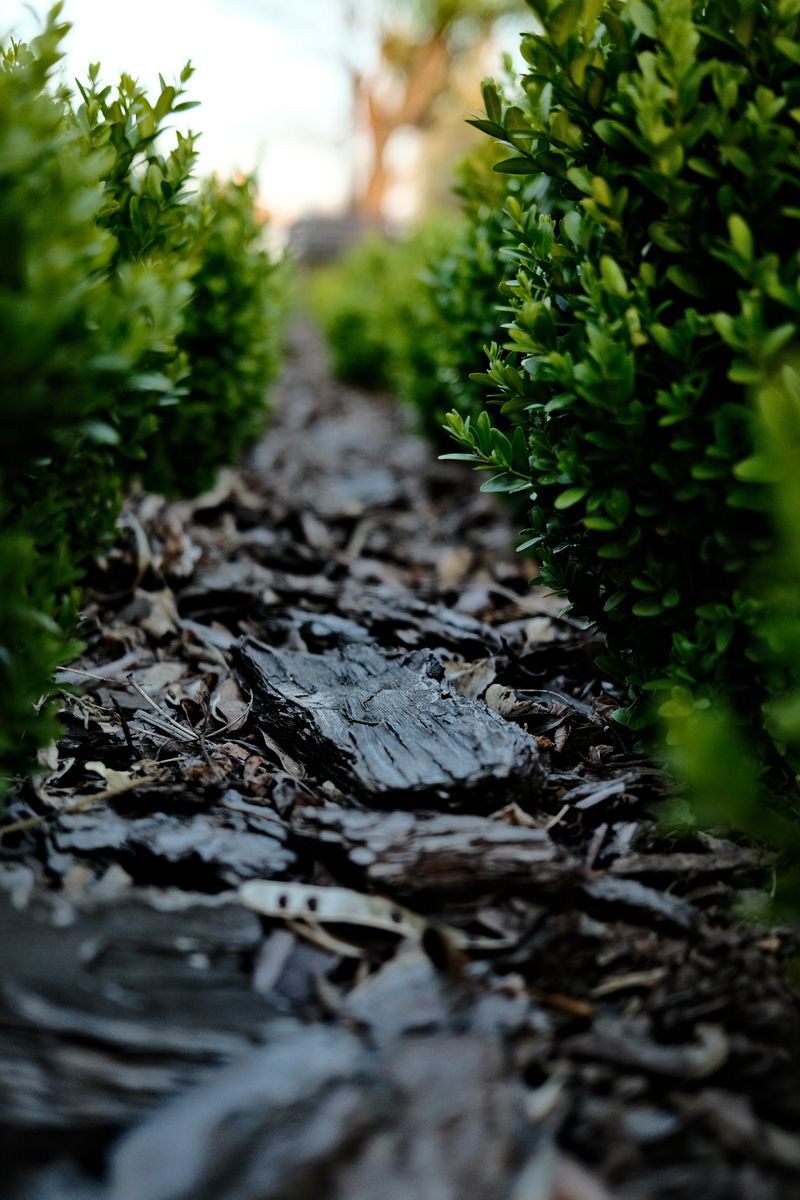 Landscaping and Mulching service in Spartanburg, SC
