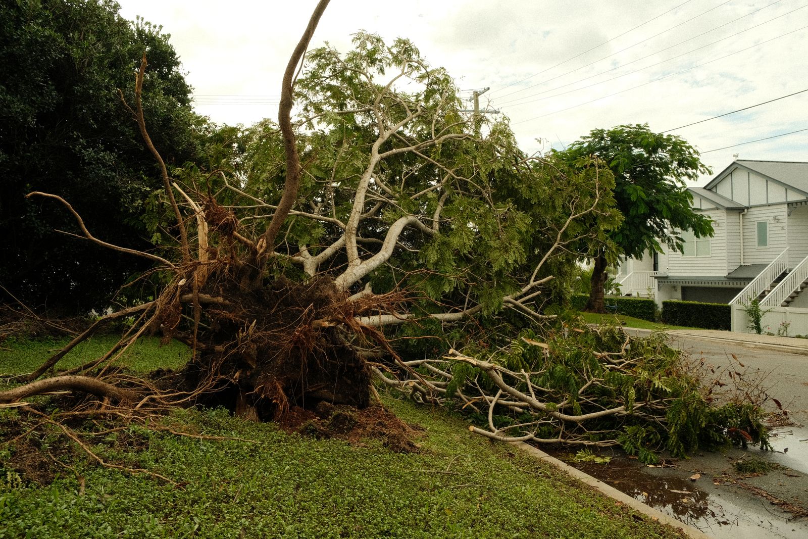 Storm damage tree removal and brush clearing in Roebuck, SC