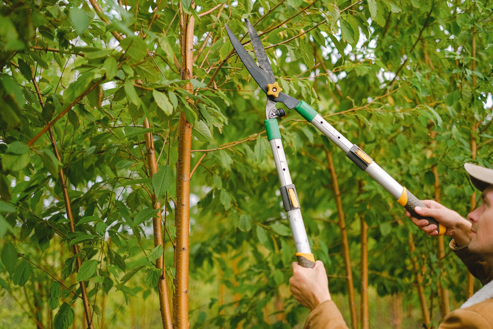 Tree Trimming and Pruning service in Spartanburg, SC